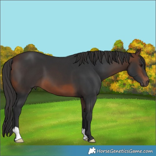 Horse Color:Brown 
