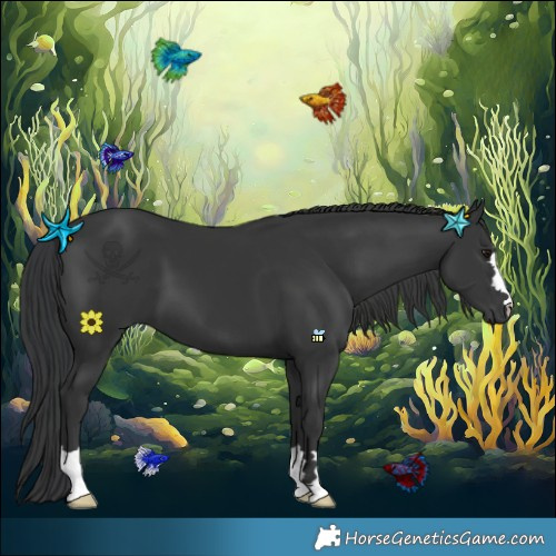 Horse Color:Black 