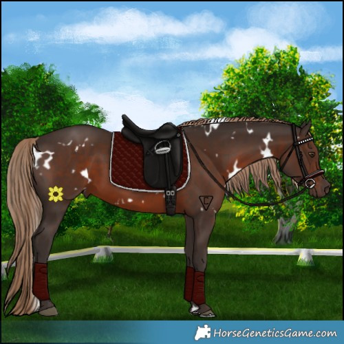 Horse Color:White Spotted Liver Chestnut 