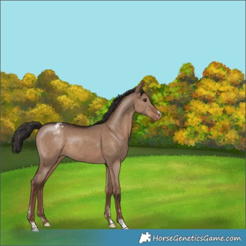Horse Color:Liver Red Dun Appaloosa 