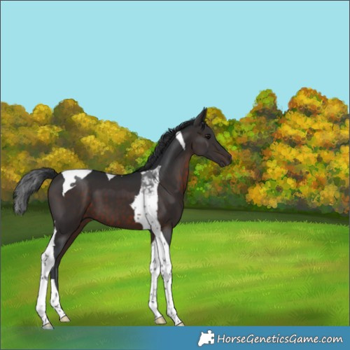 Horse Color:Brown Tobiano 