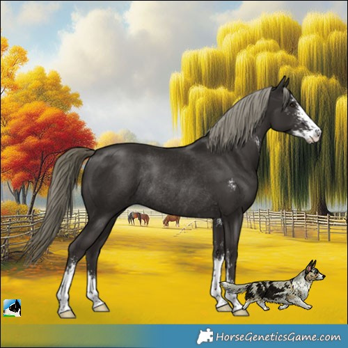 Horse Color:Liver Chestnut Mushroom Sabino Rabicano 