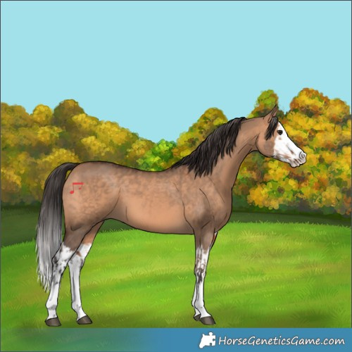 Horse Color:Bay Dun Splash and Bay Dun Splash