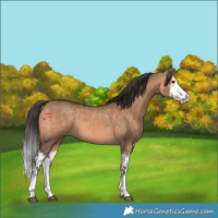 Horse Color:Bay Dun Splash  and Bay Dun Splash 