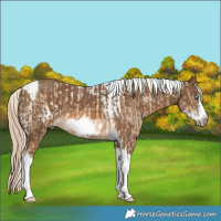 Horse Color:Chocolate Palomino Pearl Tobiano Frame and Chocolate Palomino Tobiano Frame