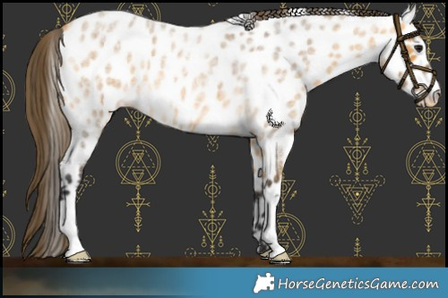 Horse Color:Buckskin Roan Near Leopard 