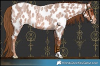 Horse Color:Red Roan Near Leopard 