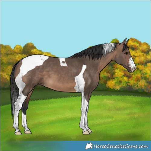 Horse Color:Brown Dun Tobiano 