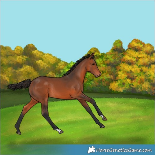 Horse Color:Bay Rabicano 