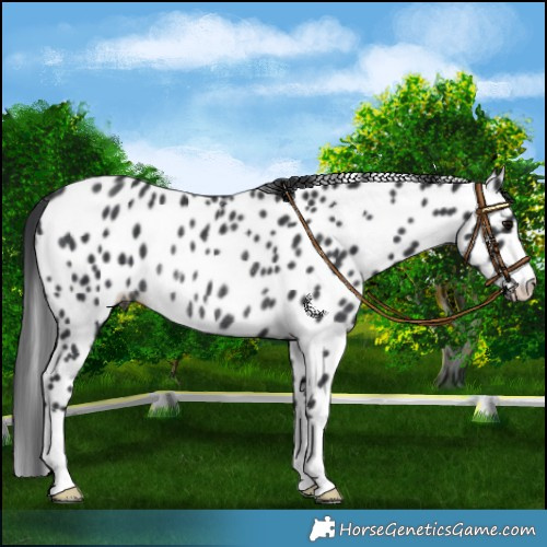 Horse Color:Black Appaloosa Rabicano 