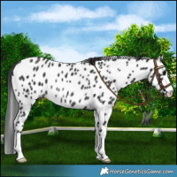 Horse Color:Black Near Leopard Rabicano 