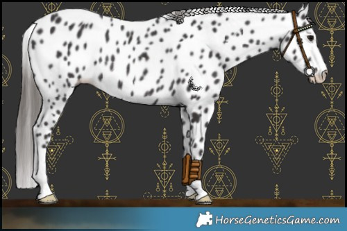 Horse Color:Smoky Black Appaloosa Rabicano 