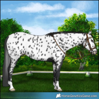 Horse Color:Black Near Leopard