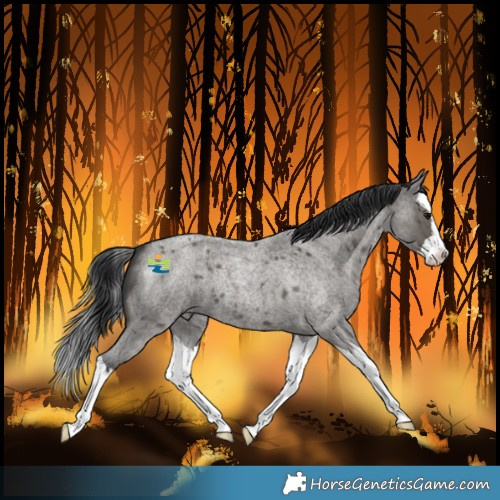 Horse Color:Grullo Roan Splash