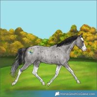 Horse Color:Grullo Roan Splash 