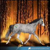 Horse Color:Grullo Roan Splash 