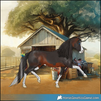 Horse Color:Brown Splash  and Liver Chestnut Splash 