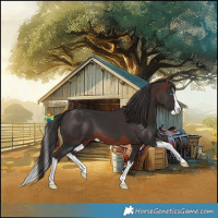 Horse Color:Brown Splash  and Liver Chestnut Splash 