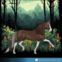 Horse Color:Gray Chestnut Splash