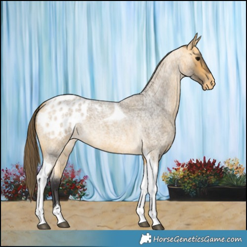 Horse Color:Buckskin Roan Tobiano Appaloosa 