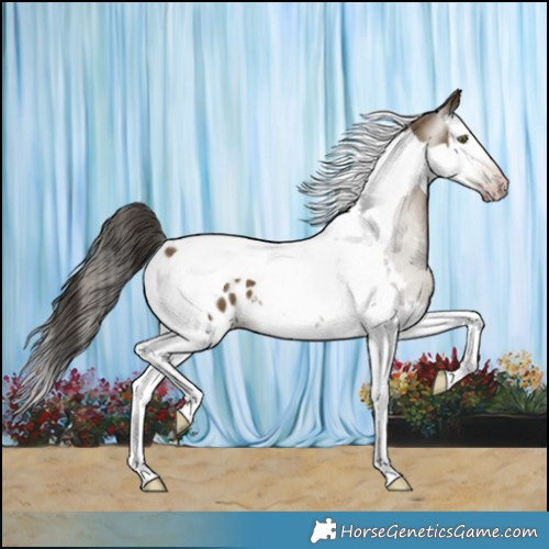 Horse Color:Gray Classic Cream Champagne Splash Tobiano Appaloosa 