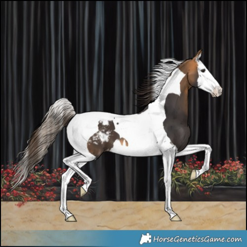 Horse Color:Buckskin Splash Tobiano Appaloosa 