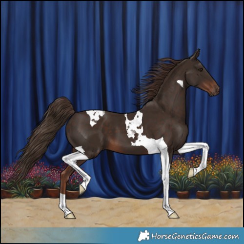 Horse Color:Liver Chestnut Tobiano 