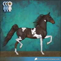 Horse Color:Liver Chestnut Tobiano
