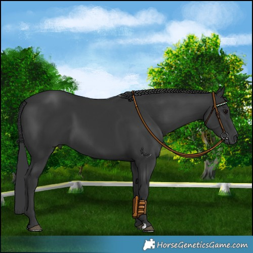 Horse Color:Platinum Black 