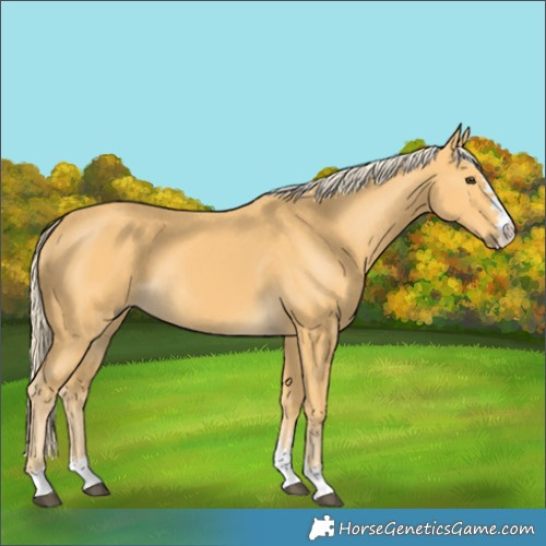 Horse Color:Palomino