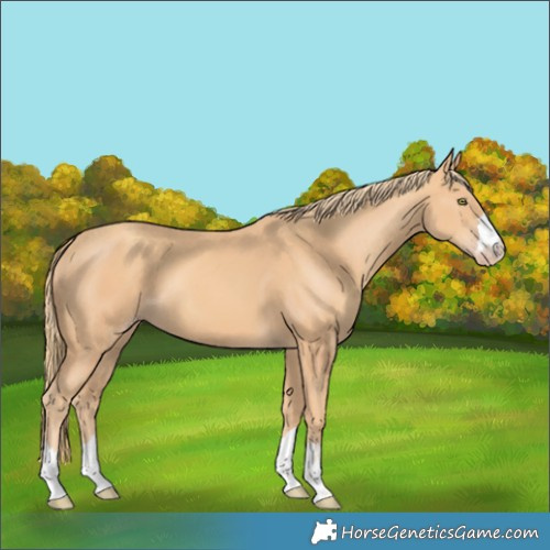 Horse Color:Gold Champagne