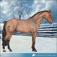 Horse Color:Bay Roan 