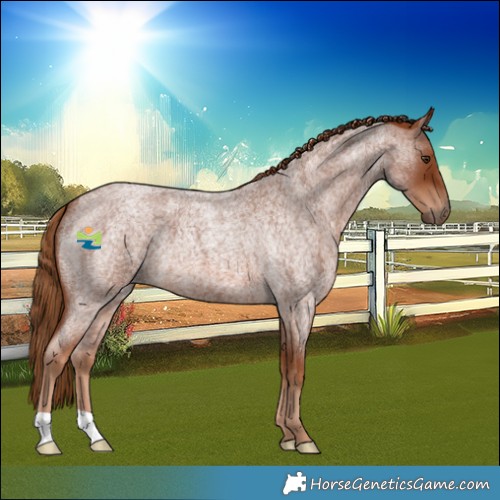 Horse Color:Red Roan 