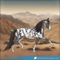 Horse Color:Brown Sabino Near Leopard 