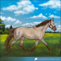 Horse Color:Red Dun 