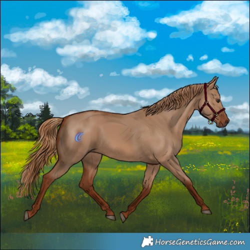 Horse Color:Red Dun 