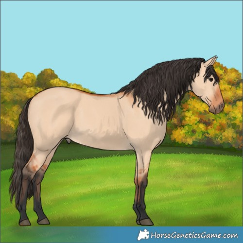 Horse Color:Bay Dun