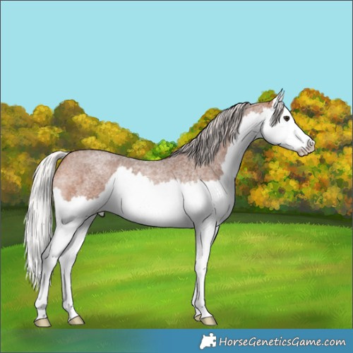 Horse Color:Silver Brown Roan Splash 