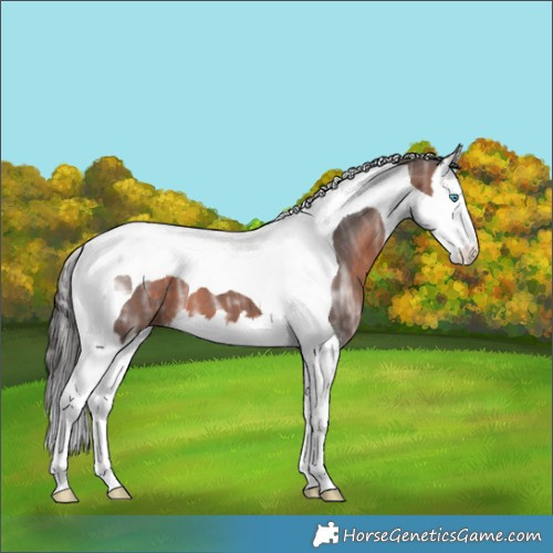 Horse Color:Brown Ice Splash Tobiano 