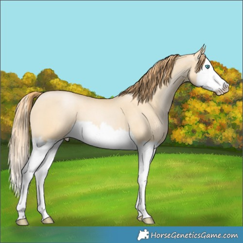 Horse Color:Buckskin Pearl Dun Splash 