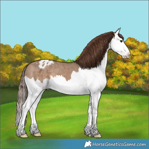 Horse Color:Bay Dun Splash Appaloosa 