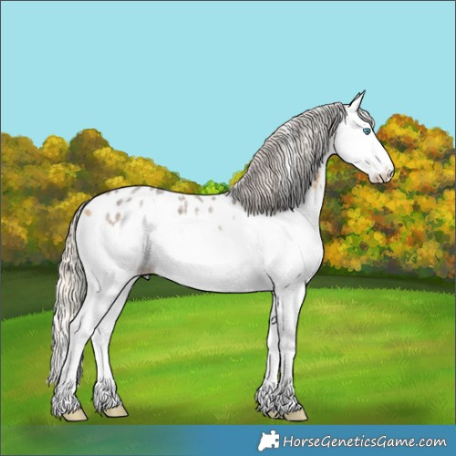 Horse Color:Silver Buckskin Roan Splash Appaloosa 