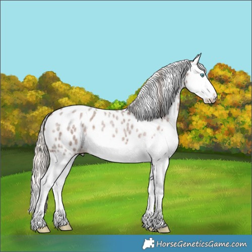 Horse Color:Silver Blue Roan Splash Near Leopard 