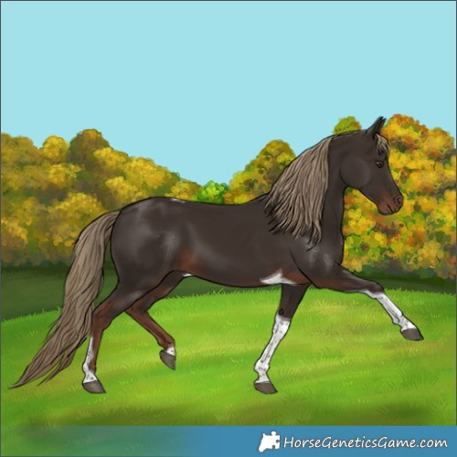 Horse Color:Liver Chestnut Tobiano 
