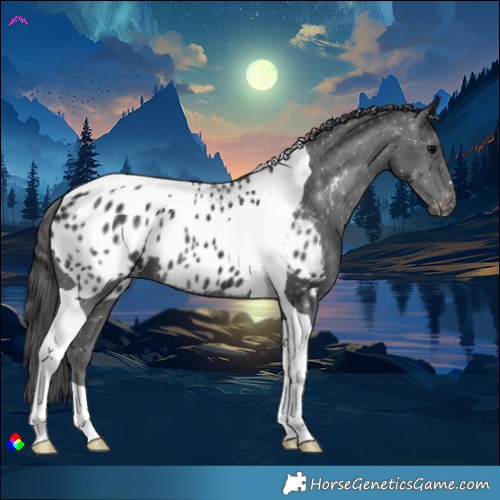 Horse Color:Black Tobiano Blanket 