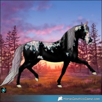 Horse Color:Plaid White Spotted Amber Champagne