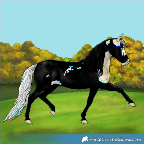 Horse Color:Plaid  Silver Amber Champagne Dun Splash Tobiano Frame 