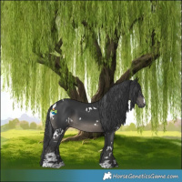 Horse Color:White Spotted Black 