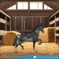 Horse Color:White Spotted Black 