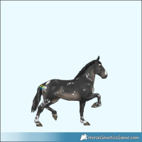 Horse Color:White Spotted Black 